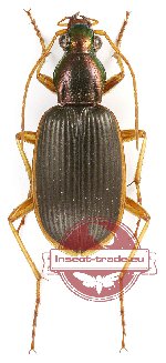 Chlaenius (Chlaeniostenus) circumdatus