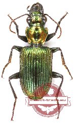 Catascopus (s.str.) smaragdulus