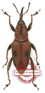 Curculionidae sp. 107