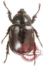 Xylotrupes inarmatus