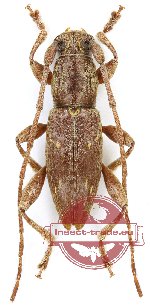 Cerambycidae sp. 78