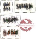 Scientific lot no. 42 Carabidae (27 pcs)