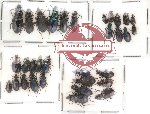 Scientific lot no. 43 Carabidae (32 pcs)