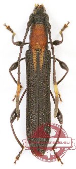 Cleomenes robustior Holzchuh, 1998