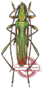 Polyzonus luteonotatus