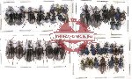 Scientific lot no. 44 Carabidae (43 pcs)