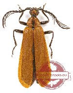 Pyrochroidae sp. 6