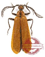 Pyrochroidae sp. 6 (A2)