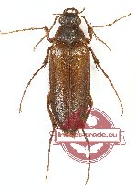Cebrionidae sp. 5