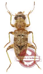 Omadius sp. 29