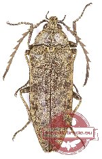 Eulichas siamensis