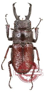 Odontolabis uruslae