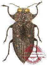 Chrysobothris affinis