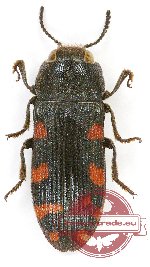 Acmaeodera quadrizonata