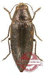 Buprestis (Ancylocheira) novemmaculata gravida