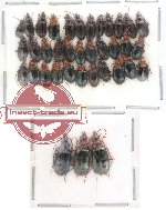 Scientific lot no. 46 Carabidae (37 pcs)