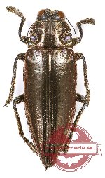 Chrysodema (Pseudochrysodema) celestina