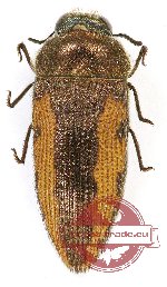 Acmaeodera flavolineata cypricola