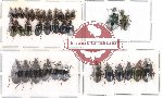 Scientific lot no. 48 Carabidae (2 pcs A2) (34 pcs)