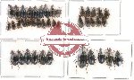 Scientific lot no. 49 Carabidae (10 pcs A2) (41 pcs)