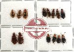 Scientific lot no. 51 (Lebiini) (3 pcs A2) (14 pcs)