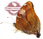 Doleschalia browni rickardi