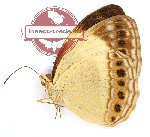 Cupha melichrysos tredecia