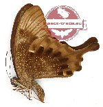 Papilio palinurus ssp.
