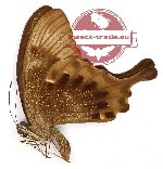 Papilio palinurus ssp. (A-)