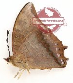 Charaxes bernardus baliensis (A-)