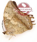 Charaxes bernardus baliensis (A2B)