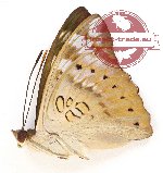 Euthalia aconthea pahana