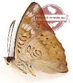 Euthalia aconthea suidas