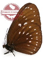 Euploea phaenareta heurippa