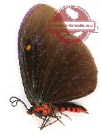 Pompelon marginata ssp. (A2)