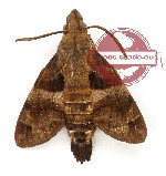 Macroglossum ungues