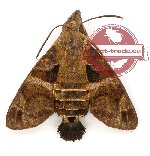 Macroglossum ungues (5 pcs)