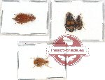 Scientific lot no. 504 Carabidae (4 pcs)