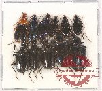 Scientific lot no. 501 Carabidae (11 pcs A-, A2)