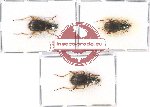 Scientific lot no. 497 Carabidae (3 pcs A, A-, A2)
