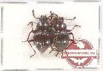 Scientific lot no. 271 Tenebrionidae (2 pcs)