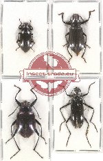 Scientific lot no. 279 Tenebrionidae (4 pcs)