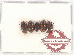 Scientific lot no. 274 Tenebrionidae (5 pcs)