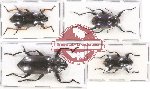 Scientific lot no. 280 Tenebrionidae (4 pcs)