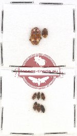 Scientific lot no. 135 Nitidulidae (8 pcs)