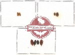 Scientific lot no. 154 Nitidulidae (8 pcs)