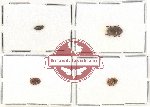 Scientific lot no. 143 Nitidulidae (4 pcs)