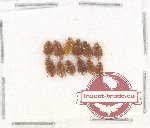 Scientific lot no. 151 Nitidulidae (12 pcs)