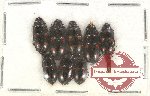 Scientific lot no. 133 Nitidulidae (8 pcs)