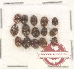 Scientific lot no. 147 Nitidulidae (15 pcs)